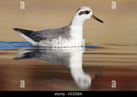 Erwachsenen nicht-Zucht (Winter/Basic Gefieder) grau (rot) Phalarope Phalaropus Fulicarius in einem küstennahen Pool in Süd-England Stockfoto