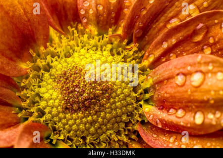 Orangefarbene Blume Stockfoto