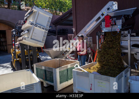 Weingut Arbeiter, Abbeeren Trauben zerquetschen, Pad, B Keller Weinberge und Weinkeller, Oakville, Napa Valley in Napa County, Kalifornien Stockfoto