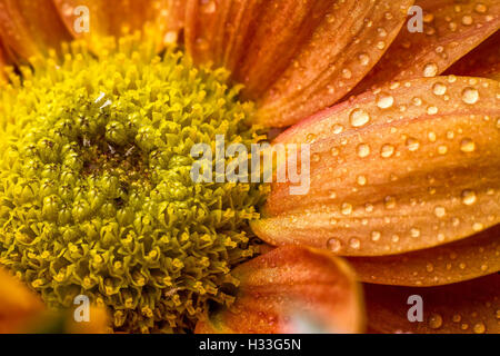 Tropfen auf orange Blume Stockfoto