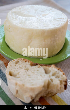 frischer Schafskäse Pecorinokäse direkt aus der Hirte namens Stockfoto