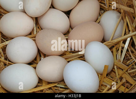 viele frische Hühnereier in den Korb mit Stroh Stockfoto