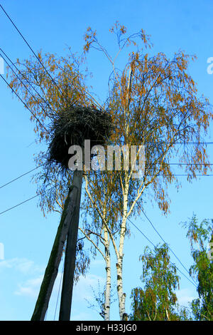 Nest der Störche im Dorf auf einem Hintergrund des blauen Himmels Stockfoto