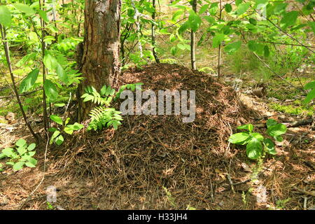 Stürmischen Leben in den großen Ameisenhaufen im Wald Stockfoto