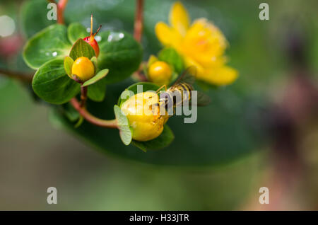 Hoverfly oder gelbe Jacke Wespe auf eine gelbe Blume in der Sonne sammeln Pollen. Stockfoto