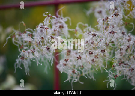 Flauschige Clematis Samenköpfe Stockfoto