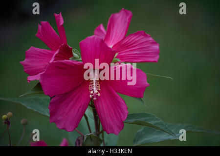 Roter Sumpf Eibisch Blumen Nahaufnahme von Hibiscus moscheutos Stockfoto