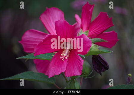 Roter Sumpf Eibisch Blumen Nahaufnahme von Hibiscus moscheutos Stockfoto