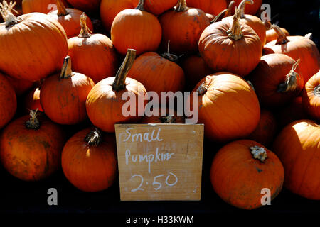 Kürbisse sind für den Verkauf auf dem Slindon-Kürbis-Festival für Halloween bei Slindon in West Sussex, UK Freitag, 2. Oktober 2015 markiert. Stockfoto