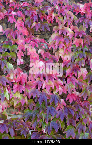 Parthenocissus Tricuspidata, Boston-Efeu Autumn Leaves Farbe drehen Stockfoto