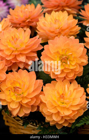 Orange Dahlia in einem Weidenkorb Stockfoto