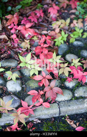 Parthenocissus Quinquefolia, wildem Wein, amerikanischen Efeu über Kopfsteinpflaster Stockfoto