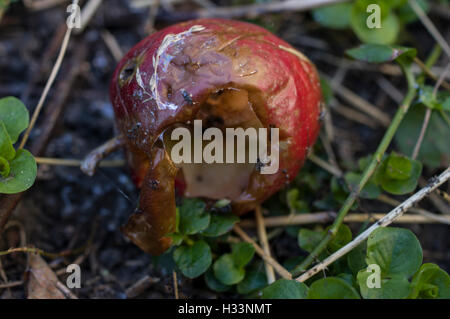 fauler Apfel mit Ameisen auf es auf dem Boden im Garten Stockfoto