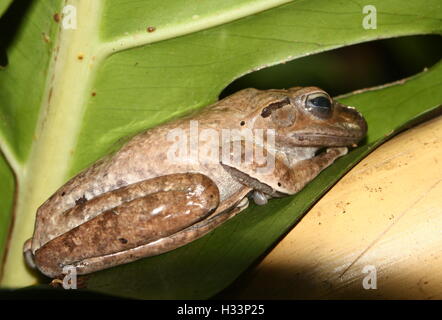 Asiatischen Baum Grasfrosch oder vier gesäumten Laubfrosch (Polypedates Leucomystax) Stockfoto