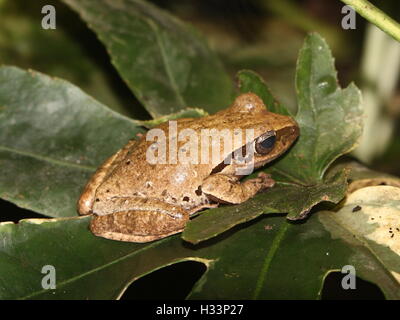 Asiatischen Baum Grasfrosch oder vier gesäumten Laubfrosch (Polypedates Leucomystax) Stockfoto