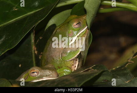 Paar Australasian weiße Lippen Laubfrösche (Litoria Infrafrenata), auch bekannt als Giant Laubfrosch Stockfoto