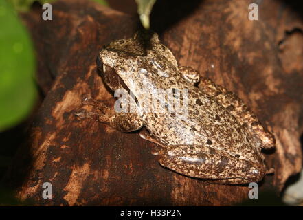 Asiatischen Baum Grasfrosch oder vier gesäumten Laubfrosch (Polypedates Leucomystax) Stockfoto