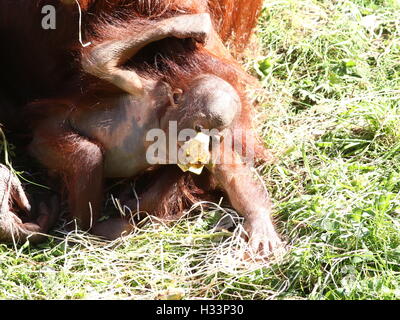 Junge männliche Bornean Orang-Utans (Pongo Pygmaeus) mit einer ausrangierten Lutscher in den Mund Stockfoto