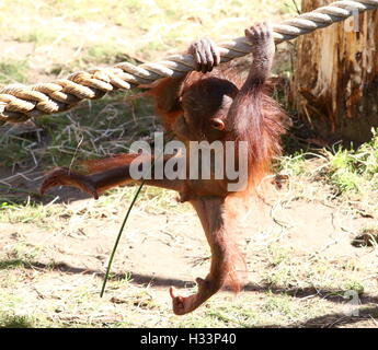 Baby-Bornean Orang-Utans (Pongo Pygmaeus) lernen die Seile in Apenheul Primate Zoo, Apeldoorn, Niederlande Stockfoto