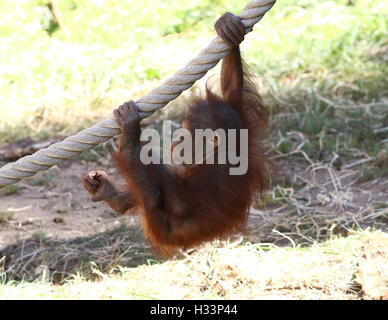 Baby Bornean Orang-Utans (Pongo Pygmaeus) klettert ein Seil in Apenheul Primate Zoo, Apeldoorn, Niederlande Stockfoto