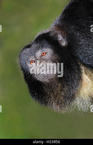 Porträt von einem schwarzen Brüllaffen (Alouatta Caraya) Stockfoto