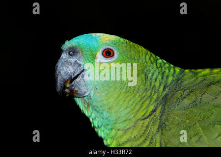 Porträt eines blauen fronted Amazon Papagei (Amazona Aestiva) auf schwarz Stockfoto