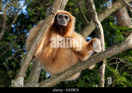 Ein weiß-handed Gibbon (Hylobates Lar) sitzt in einem Baum Stockfoto