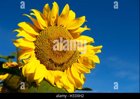 Sonnenblume Stockfoto