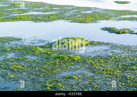 Schwimmende Meeressalat, Ulva Lactuca auf Wasseroberfläche bei Ebbe Wattenmeer, Niederlande Stockfoto