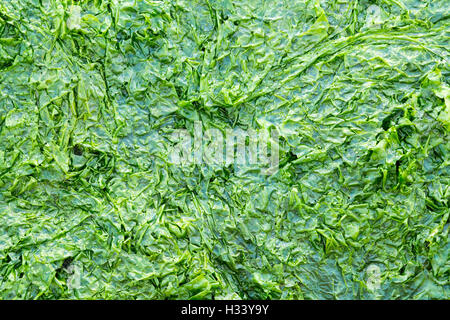 Nahaufnahme Detail der Meeressalat, Ulva Lactuca auf Salzwasser Wattenmeer bei Ebbe Wattenmeer, Niederlande Stockfoto