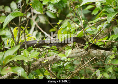 Ratte Schlange das gemeinsame Raubtier auf Holz Enteneier, ruht auf einem Ast im grünen Wald Stockfoto