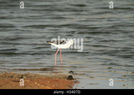 Die Stelzenläufer, gemeinsame Stelzenläufer oder Trauerschnäpper Stelzenläufer (Himantopus Himantopus) in das salzige Wasser Stockfoto