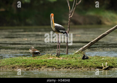 Storch, vor Ort in Rechnung gestellt Ente und eurasischen Blässhuhn im Lebensraum Natur gemalt. Stockfoto