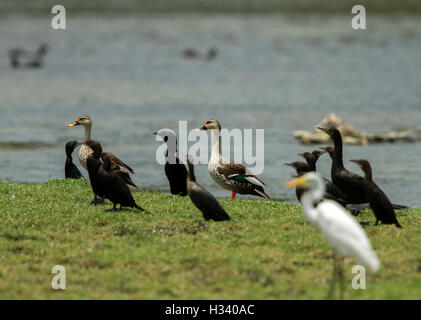 Gruppe von kleinen Kormorane und vor Ort in Rechnung gestellt Ente in im Lebensraum Natur. Stockfoto