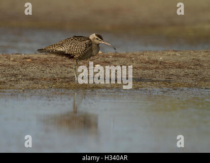 Schöne Vogel Regenbrachvogel, Numenius Phaeopus in unscharfen schöne Vordergrund, Vogel im Fluss. Regenbrachvogel im grünen Wasser. Stockfoto