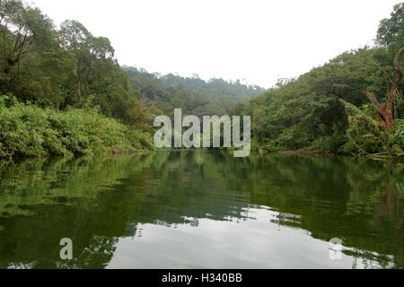 Sauberes Wasser im immergrünen Wald Stockfoto