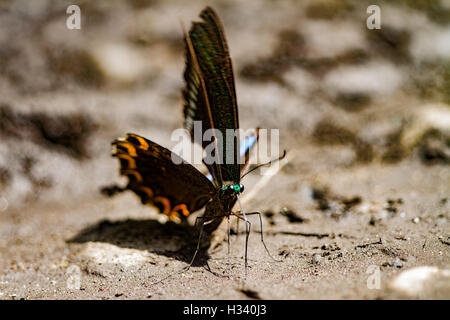 Fliegender Schmetterling, Paris Peacock (Papilio Paris) Velvel grün und dunkelblau mit voll Flügel Schmetterling fegen Stockfoto