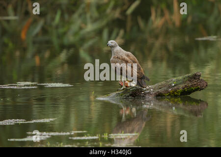 Die geringeren Fischadler (Ichthyophaga Humilis) mit Fisch in einem grünen See-Wasser-Hintergrund Stockfoto