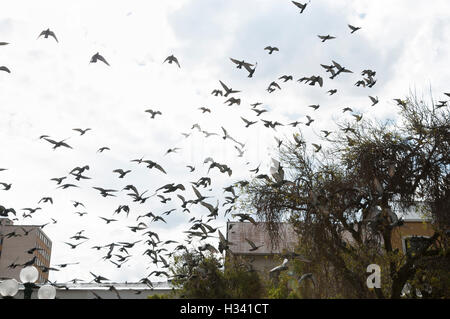 Herde von Tauben fliegen Stockfoto