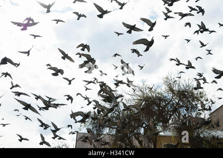 Herde von Tauben fliegen Stockfoto