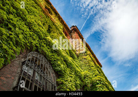 Bunte Efeu bedeckt Wände im Altbau. Stockfoto