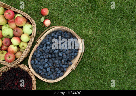 Körbe mit hat Brombeeren, Äpfel und Zwetschgen in der englischen Landschaft im Herbst gepflückt, UK-Kopie Raum gefüllt Stockfoto