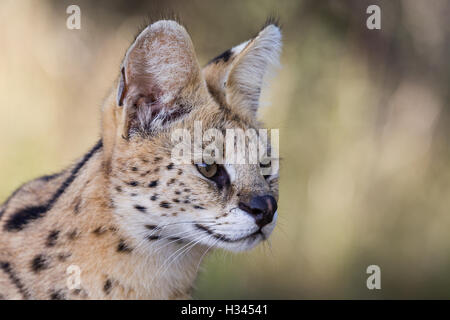 Dies ist eine Nahaufnahme Porträt des Leiters der Serval, eine gemeinsame Wildkatze im südlichen Afrika. (fotografiert im Naturschutzgebiet) Stockfoto