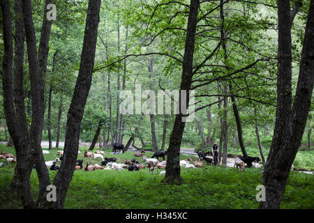 Eine Herde von Schafen ist unter den Blicken der Herder in einem Hügel Wald in Zentralrumänien Weiden. Stockfoto