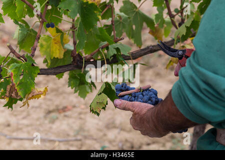 Vendemmia, Weinlese im Val d ' Orcia, Montepulciano, Siena, Italien, Vino Nobile, Contuccy Keller ein Weinbergs Stockfoto