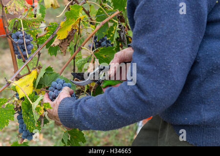 Vendemmia, Weinlese im Val d ' Orcia, Montepulciano, Siena, Italien, Vino Nobile, Contuccy Keller ein Weinbergs Stockfoto