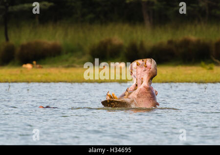 Flusspferd (Hippopotamus Amphibius) präsentiert mit Mund weit offen, Südafrika Stockfoto