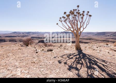 Köcher Baum Schatten mit Blick auf kargen Landschaft, Namibia Stockfoto