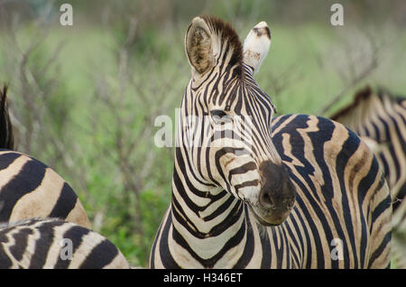 Erwachsenen Ebenen Zebra (Equus Quagga), Krüger Nationalpark, Südafrika Stockfoto