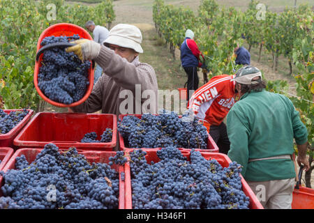 Vendemmia, Weinlese im Val d ' Orcia, Montepulciano, Siena, Italien, Vino Nobile, Contuccy Keller ein Weinbergs Stockfoto